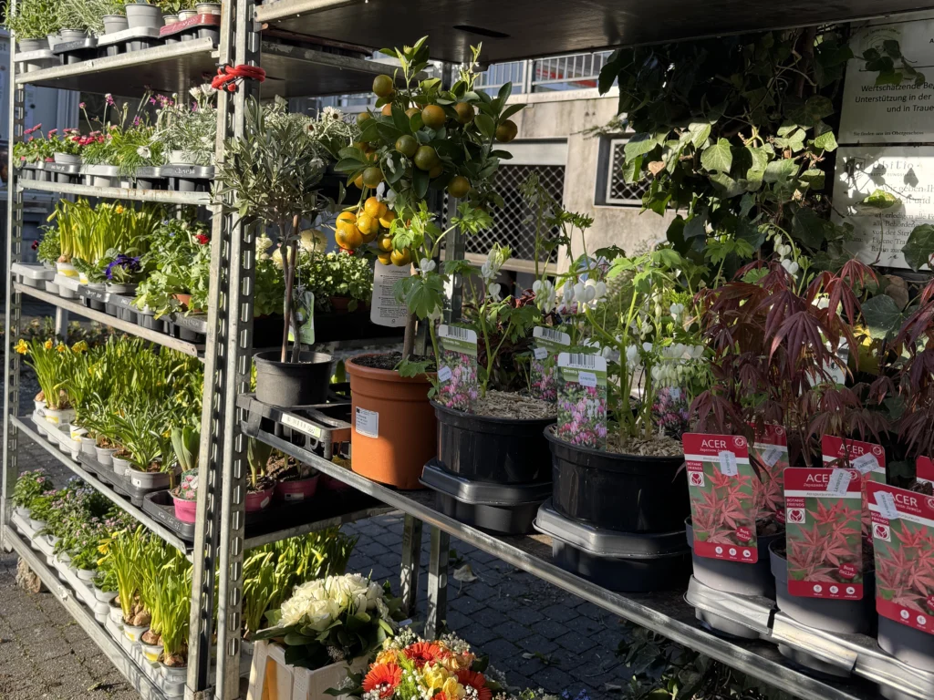 Frühblüher, Orangenbäume und Olivenbäume im Landfuxx Much