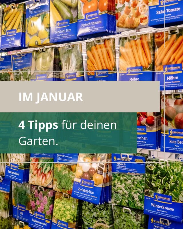 Dein Garten im Januar — diese Arbeiten lohnen sich jetzt schon:🫜

Draußen ist es zwar noch richtig kalt, aber diese Dinge kannst du schon jetzt in deinem Garten tun oder für das Frühjahr vorbereiten. 😌🪴

Womit startest du?

#immererstzumlandfuxx #landfuxxmuch #landfuxx #garten #gartenarbeit