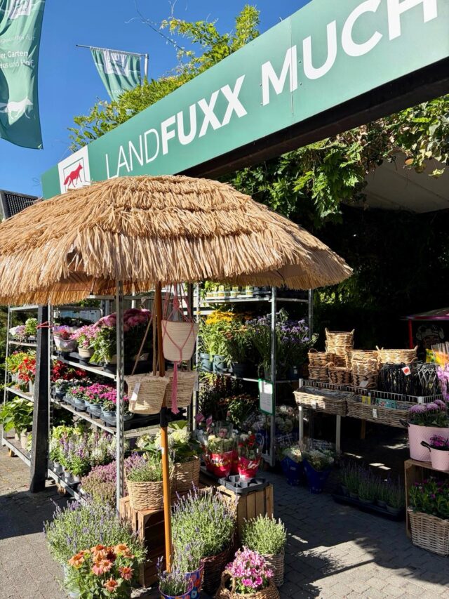 🌼 Frische Blumen im Landfuxx Much 🌼

Wir haben wieder eine tolle Auswahl an sommerlichen Blumen und Pflanzen zu super Preisen für euch reingekommen 🧡.

Was sind eure Favoriten? 🦊🌸