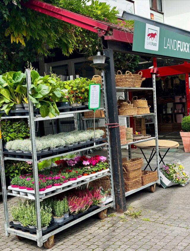 ENDLICH WIEDER DA 👉🏻 🌸🌼🪻

Unsere Blumen und Pflanzen sind zurück ☺️. Seit dieser Woche bekommt ihr bei uns im Landfuxx Much endlich wieder schöne Blümchen zu fairen Preisen. Ab jetzt gibt es jede Woche wieder eine frische und individuelle Auswahl. 

Preisliste und die Auswahl dieser Woche findet ihr in den Slides 🦊

Wen sehen wir im Landfuxx? 🪴🤩