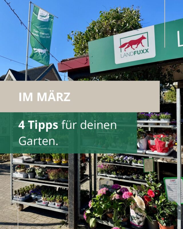 Ab in den Garten! 🫜🪏🪴 

Wir haben vier Tipps für euch, die ihr im März noch in eurem Garten (oder Balkon) anwenden könnt. 

Alle passenden Produkte gibt’s natürlich bei uns im Landfuxx Much. Habt ihr schon unsere Frühblüher entdeckt? 🌼

Folgt uns gerne, um keine Tipps mehr zu verpassen!

Wir freuen uns über euch online und im Markt! 🦊🧡