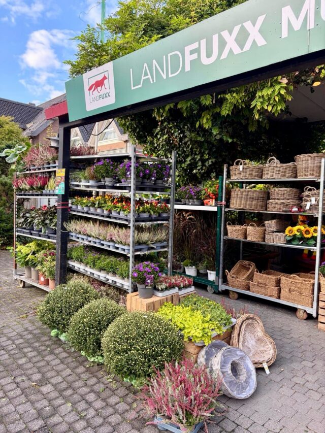 🌼 Frische Blumen und Pflanzen im Landfuxx Much 🌿

Falls ihr für eurem Garten auf der Suche nach ein paar Farbklecksen oder grünen Highlights seid, schaut doch mal bei uns im Markt vorbei. 🦊 
Heute ist wieder eine frische Lieferung mit preiswerten Blumen und Pflanzen eingetroffen- also seid schnell! 🤭🧡